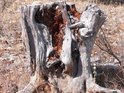 Ciudad Encantada de Tamajón - Retiendas - Almiruete; la granja de san ildefonso;conocer gente